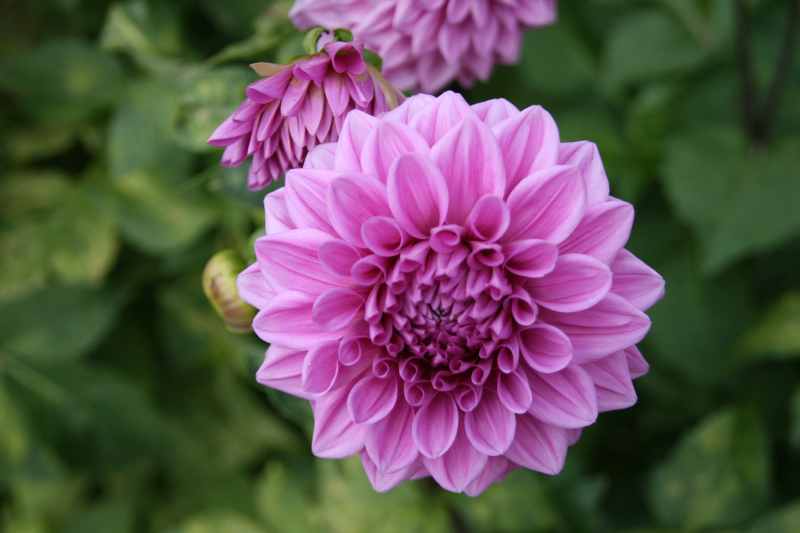 Nieuw-Zeeland 2011 - 2159